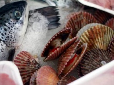 /pescados-y-mariscos-consumo-seguro-en-semana-santa