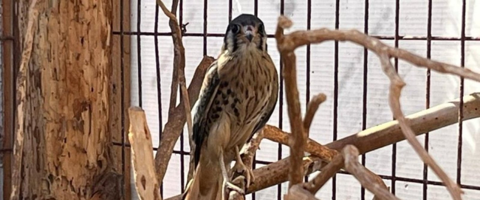 Cernícalo vuelve a su hábitat natural en San Pedro de Atacama