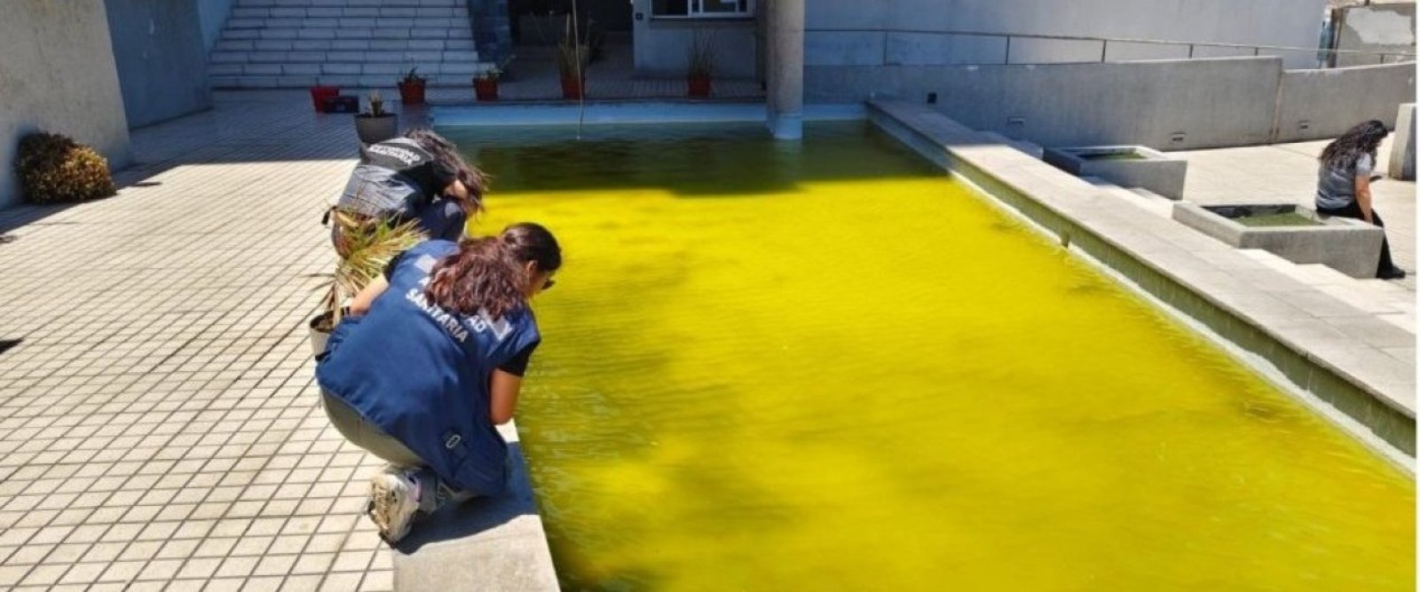 Larvas, algas y agua en mal estado: clausuran cinco piscinas en Antofagasta