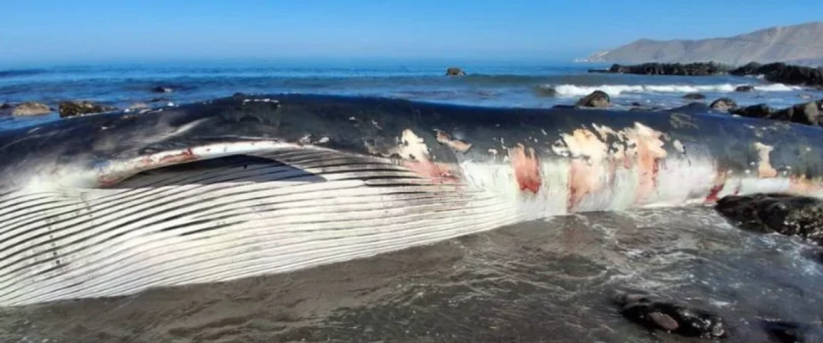 Encuentran ejemplar de ballena fin de 16 metros muerto en la costa de Tocopilla
