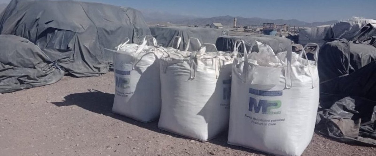 Taltal: Incautan 2,38 toneladas de huiro negro sin origen legal tras fiscalización