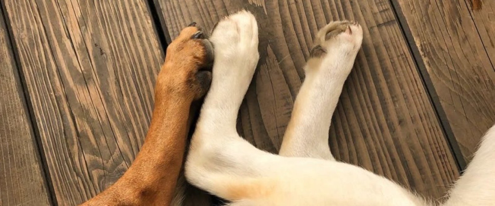 El 56% de las mordeduras en la Región de Antofagasta son provocadas por perros de calle