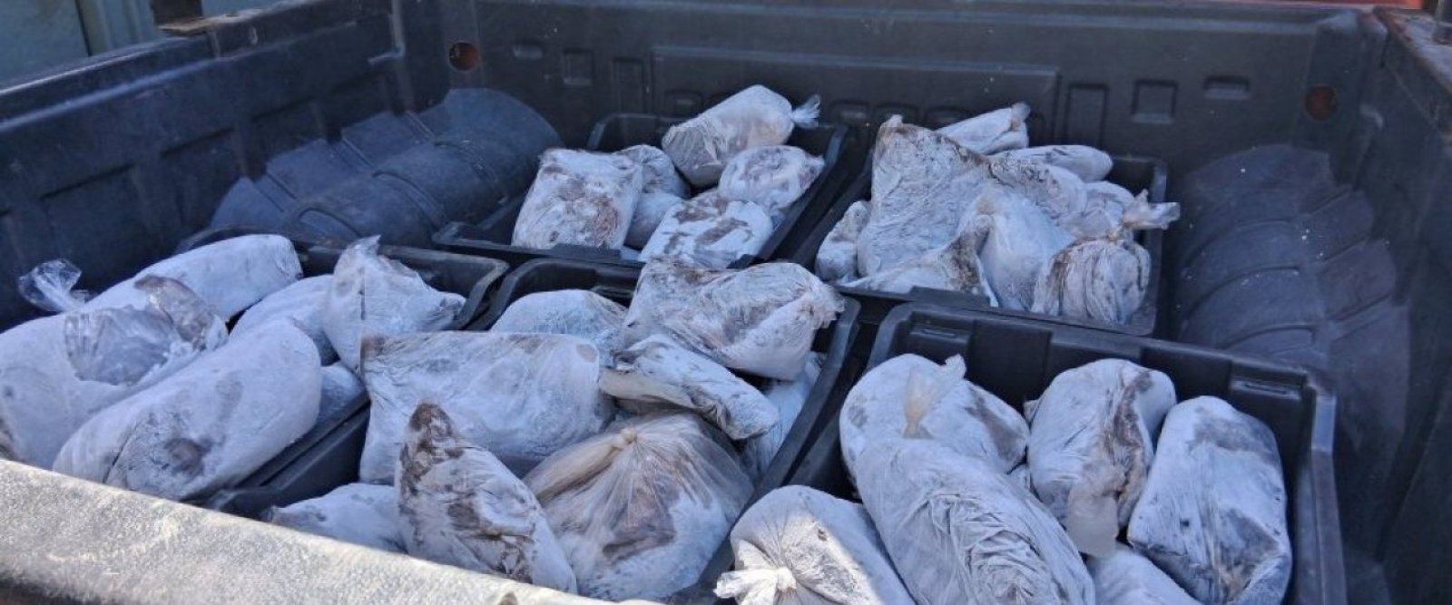 Decomisan cerca de una tonelada de pulpo ilegal en Taltal previo a Semana Santa