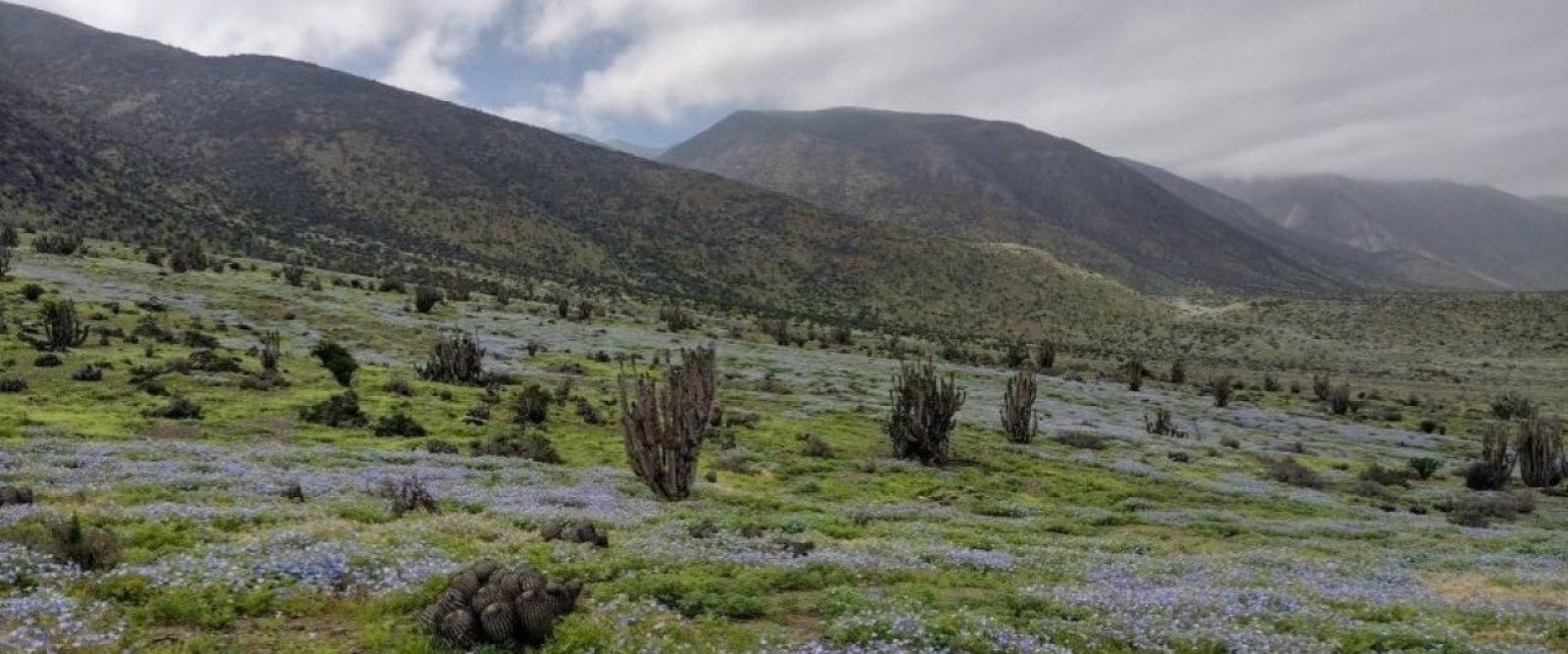 El desierto de Taltal vuelve a florecer: Recorren sectores de la costa y registran una explosión de vida
