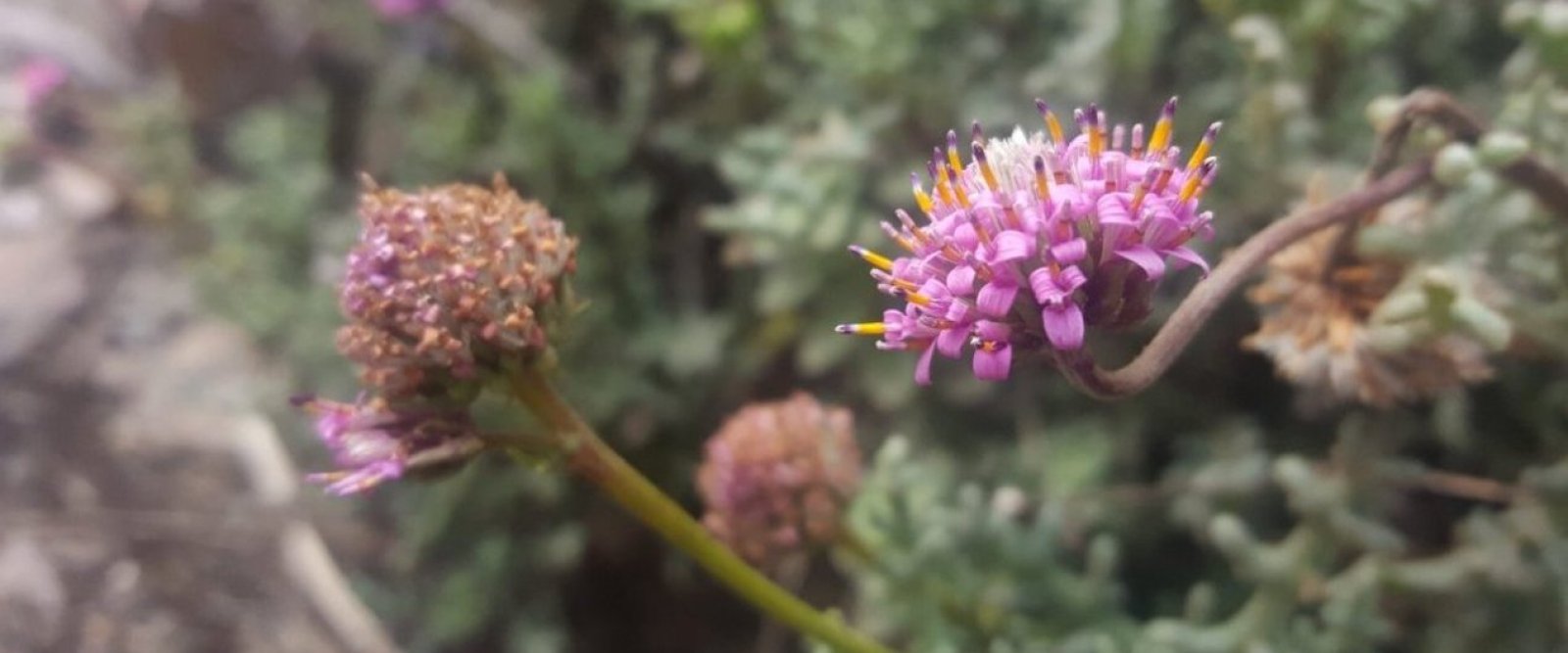 Conaf llama a cuidar la flora endémica de Antofagasta