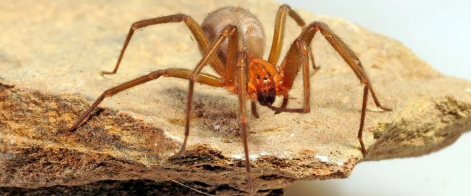 Región de Antofagasta: Llaman a extremar cuidados en los hogares ante la araña de rincón