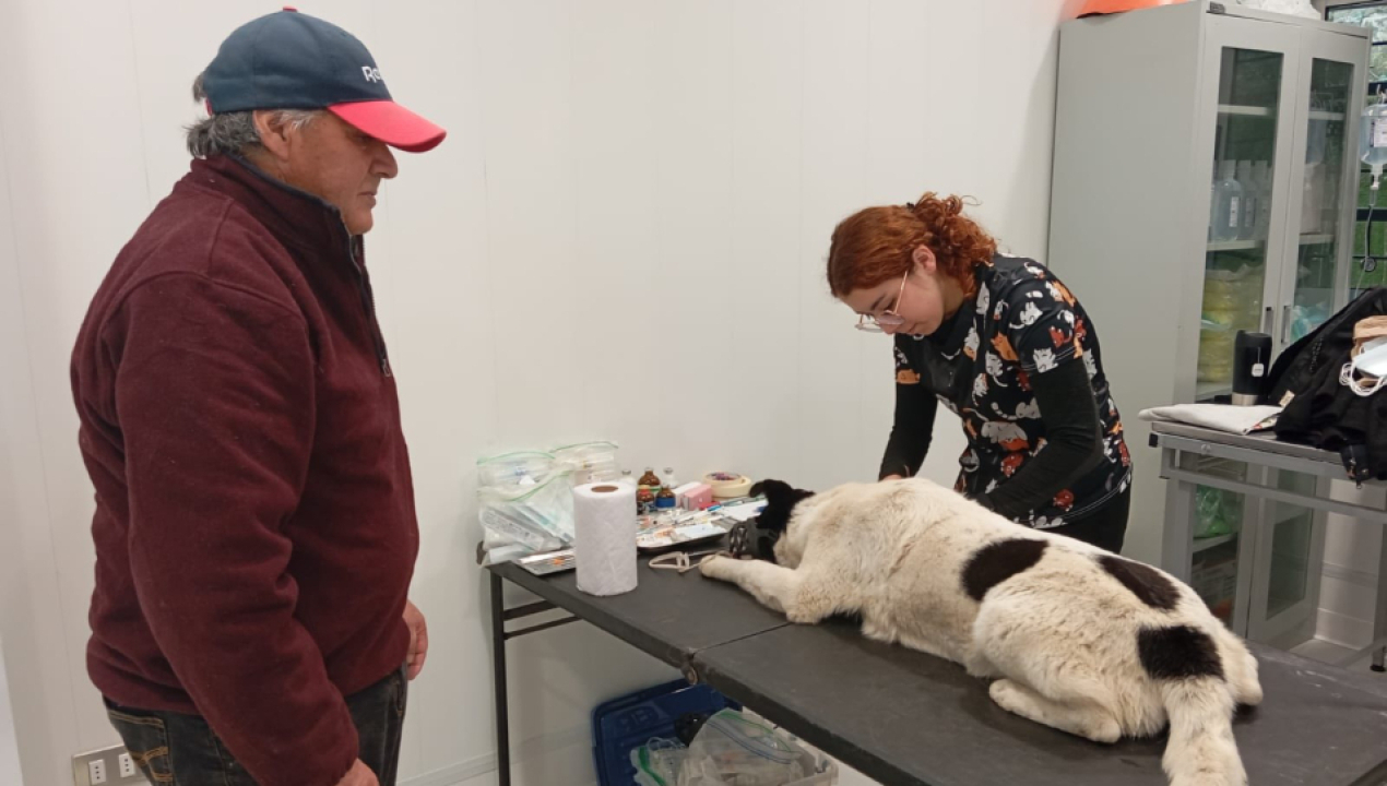 /curanilahue-realiza-operativos-de-esterilizacion-para-mascotas