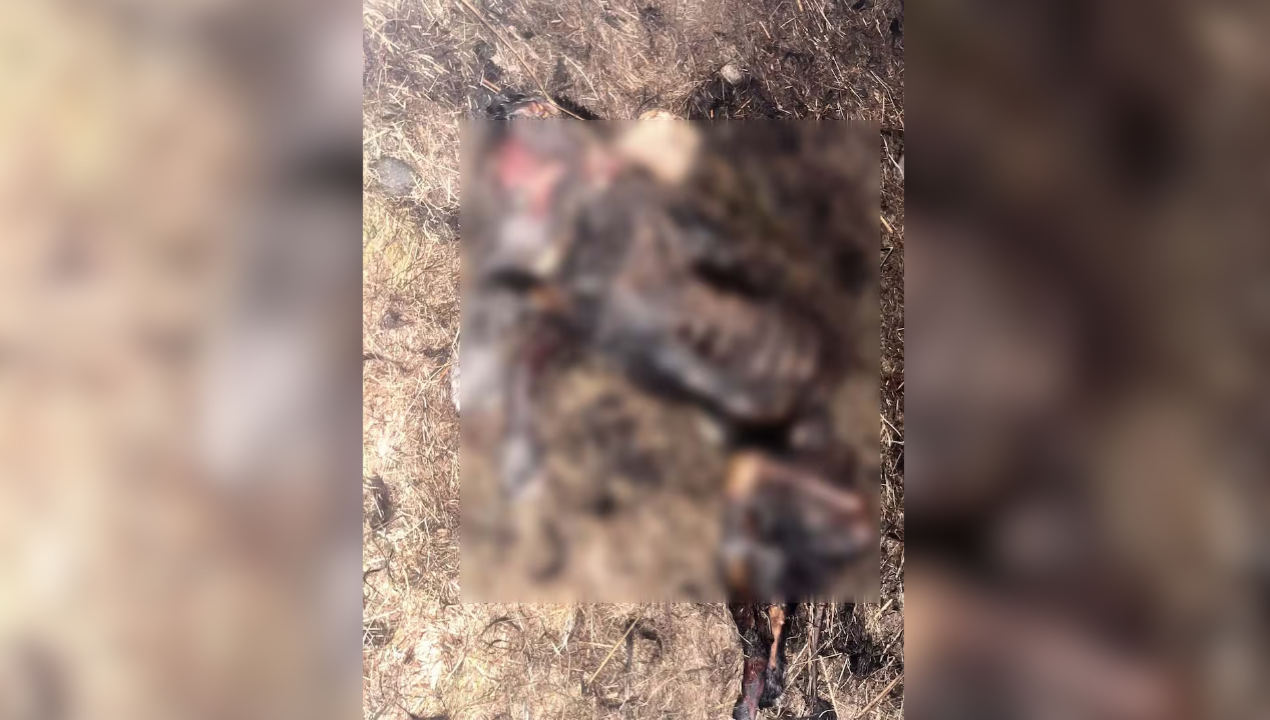 /local/crueldad-animal-en-puerto-montt-denuncian-que-perrito-fue-quemado-vivo-en