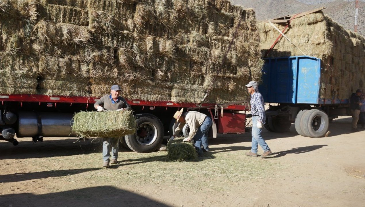 /continua-el-respaldo-de-minera-los-pelambres-hacia-ganaderos