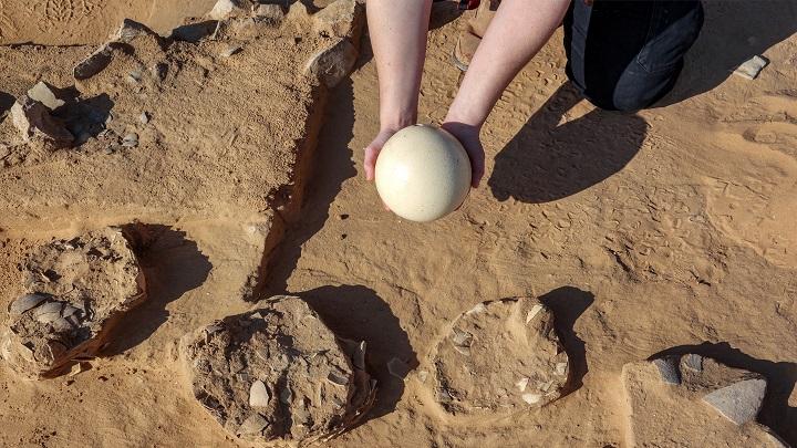 /israel-hallan-huevos-de-avestruz-de-al-menos-4-mil-anos-de-antiguedad