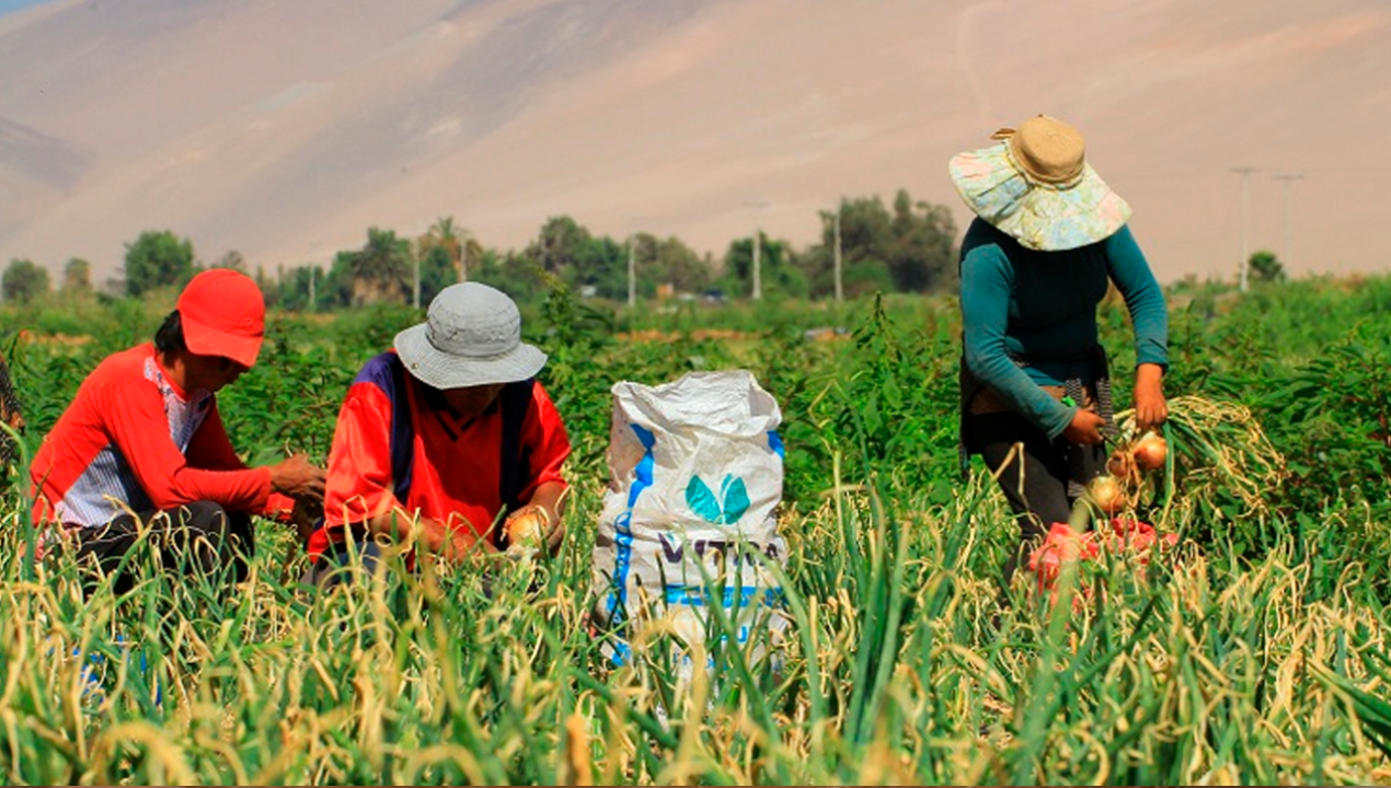 /regionales/region-de-arica-y-parinacota/agricultores-de-arica-aproblemados-por-bajas-temperaturas-y-demoras-en