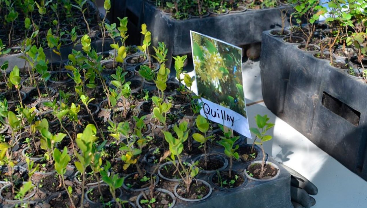 /regionales/region-del-biobio/plantas-de-arboles-nativos-daran-una-nueva-cara-a-la-comuna-de-santa-juana