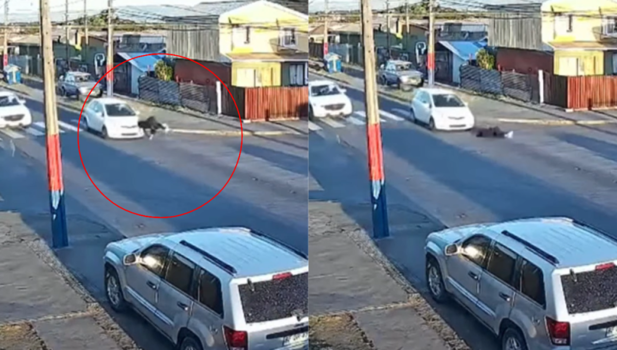 /regionales/indignacion-en-talcahuano-por-brutal-atropello-a-joven-en-paso-de-cebra