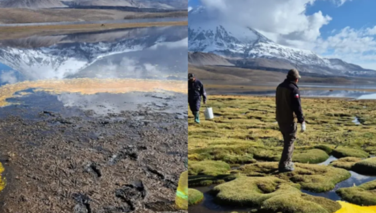 /actualidad/confirman-primera-muerte-de-fauna-por-derrame-en-lago-chungara-y-aumentan