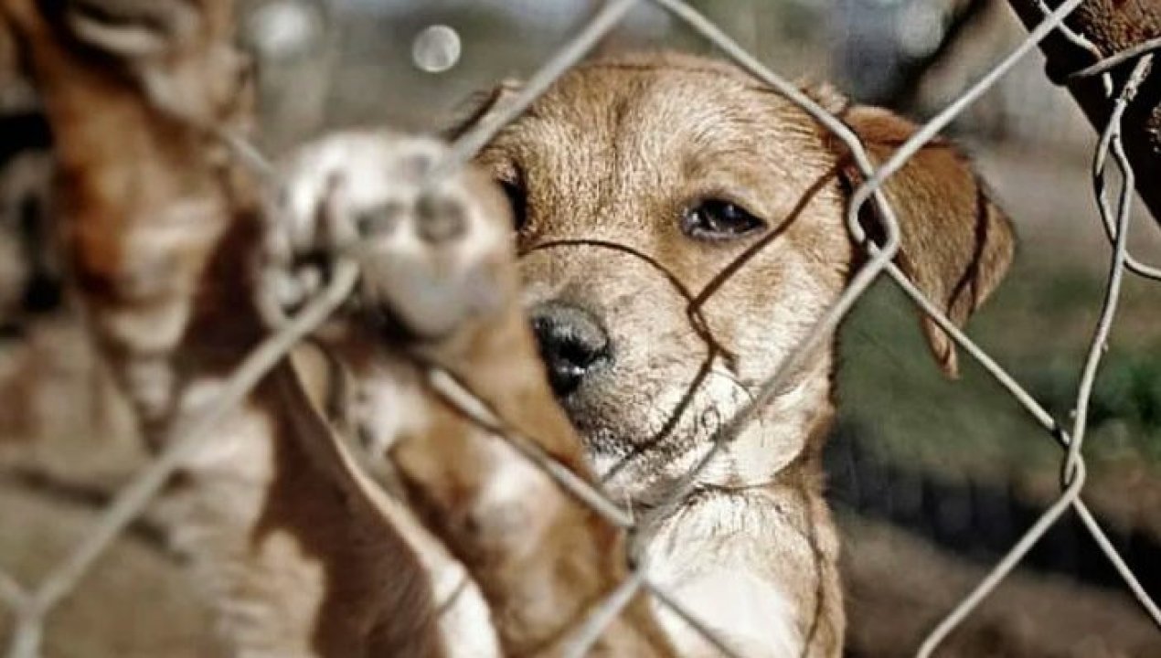 /regionales/region-de-los-rios/fiscalia-investiga-maltrato-animal-en-valdivia-hallan-tres-perros-muertos