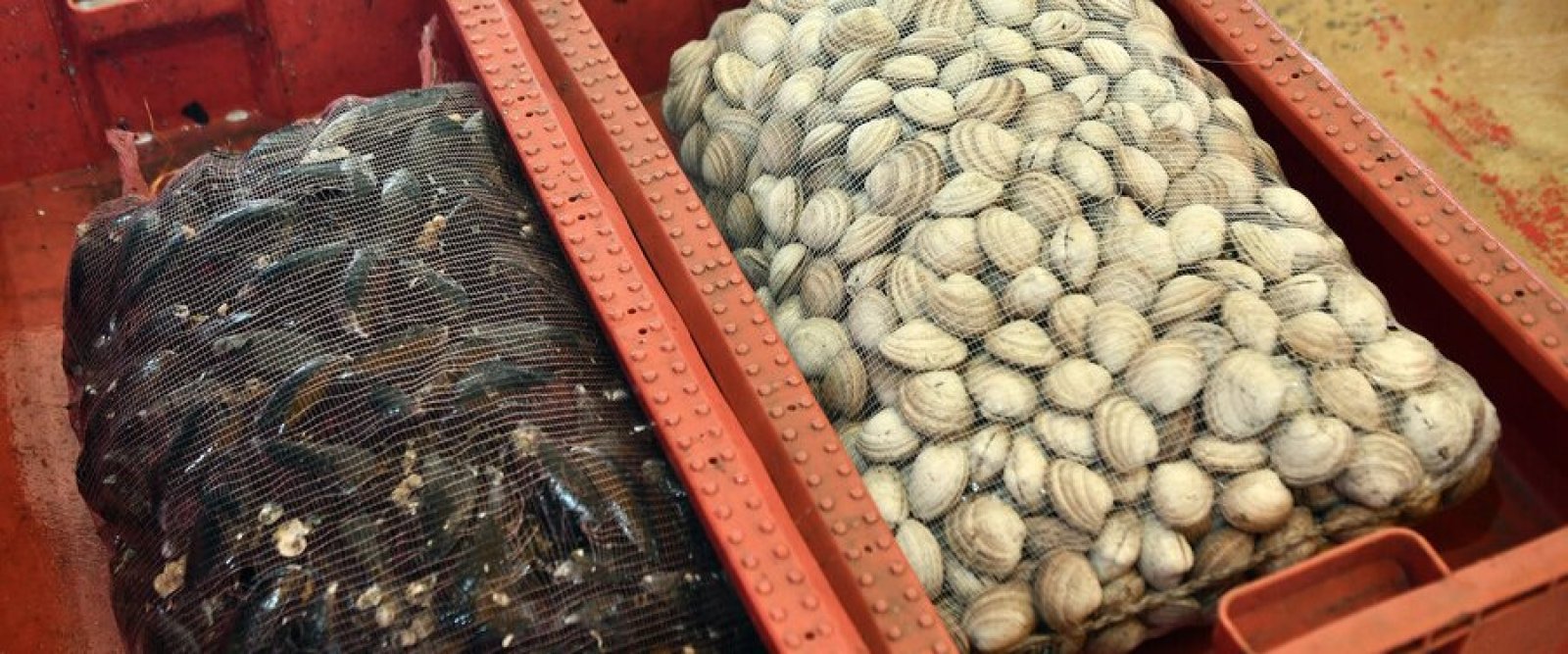 El Instituto de Salud Pública reforzó el llamado a prevenir intoxicaciones por marea roja durante Semana Santa