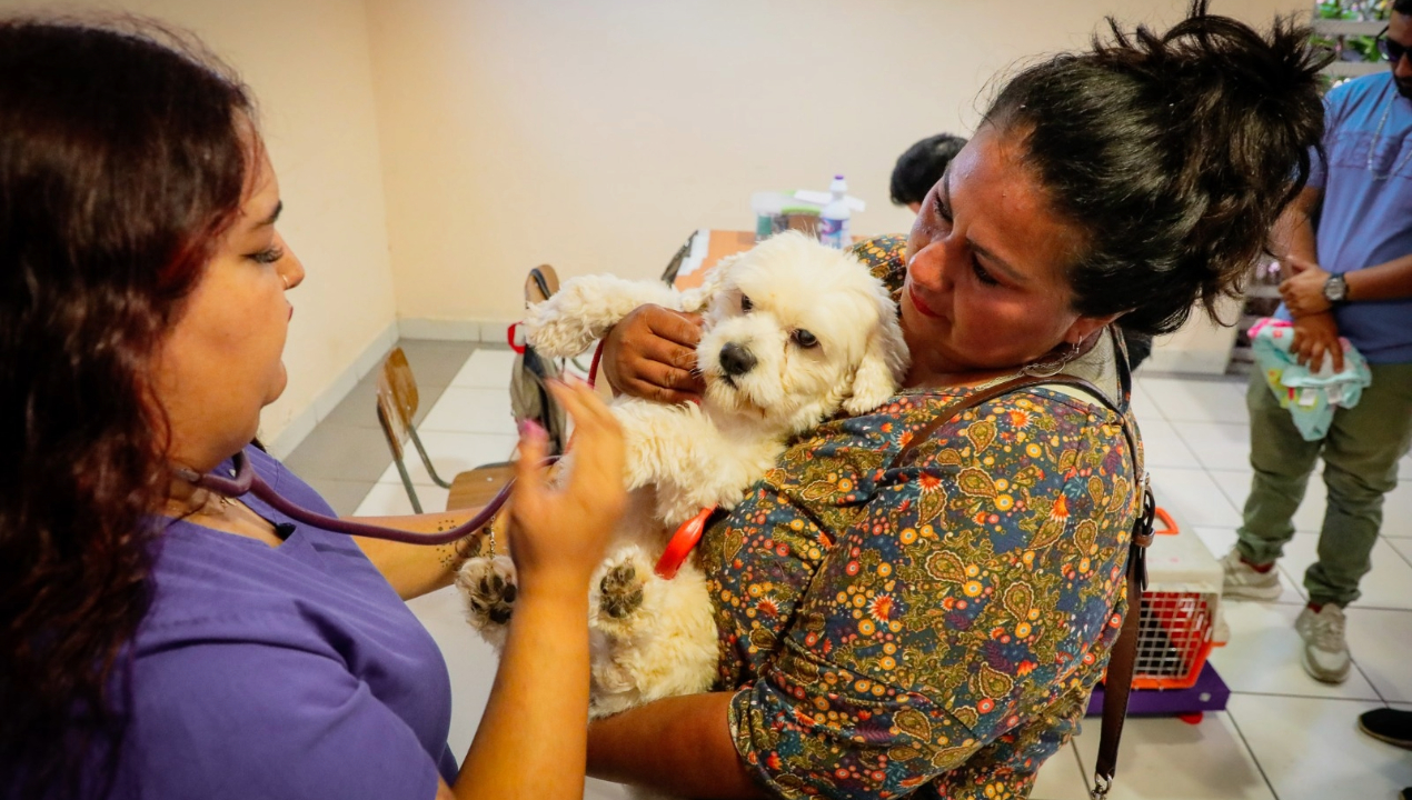 /alcalde-de-antofagasta-anuncia-nuevo-plan-de-esterilizaciones-tras-exitosa