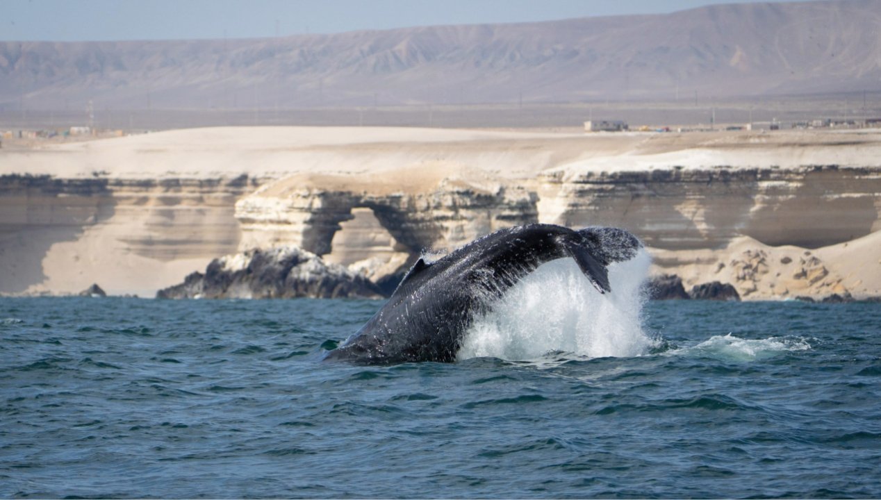 /antofagasta-territorio-clave-para-la-presencia-de-ballenas-y-cetaceos-en